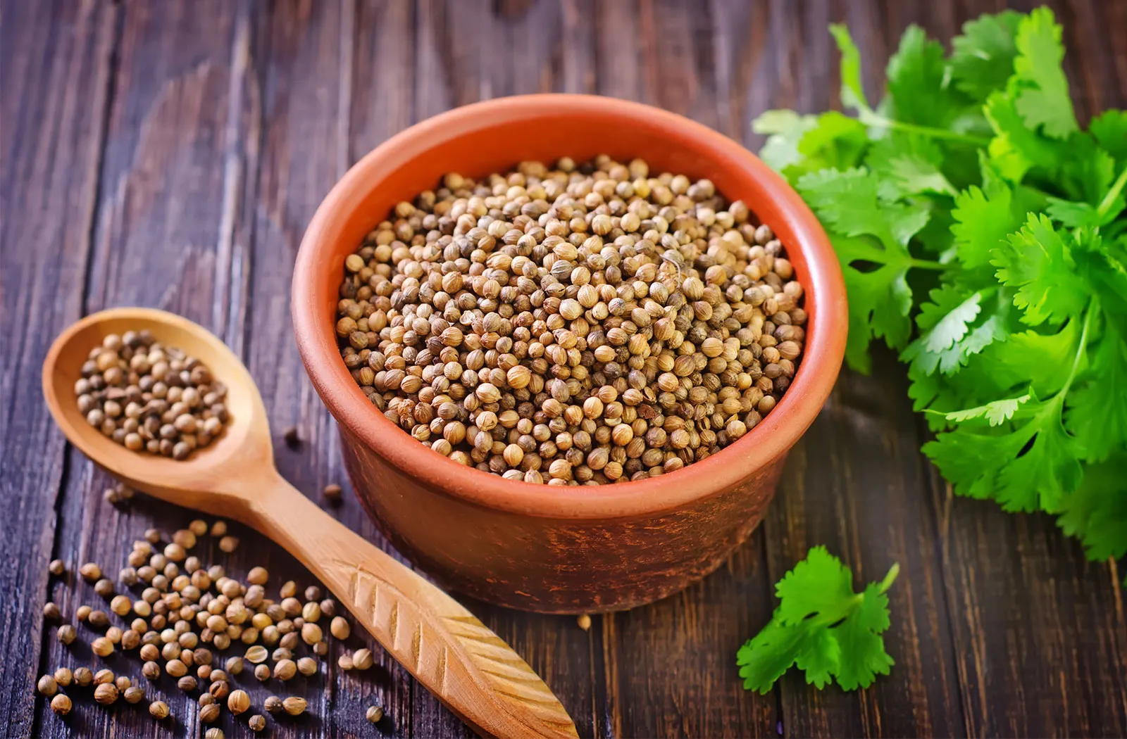 Coriander - Amrut Export