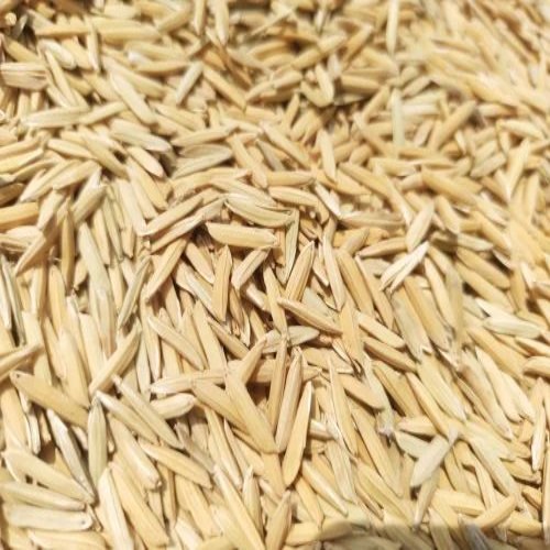 Hybrid 1718 Paddy-rice