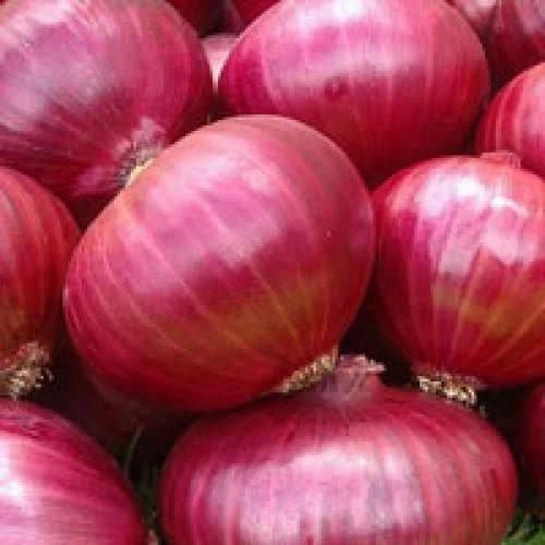 Fresh Onion 2