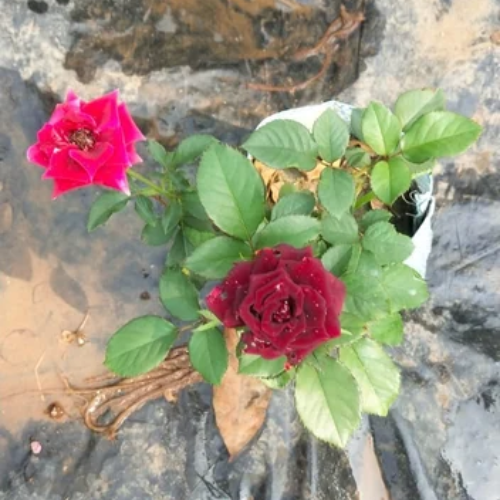 Red Rose Plant