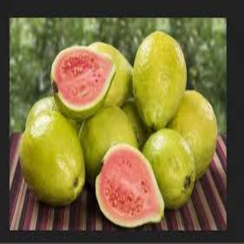Export Grade Guava