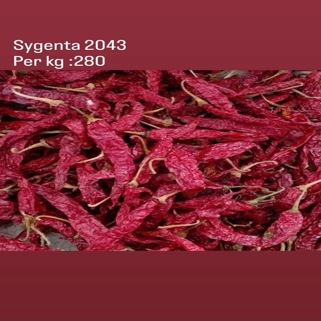 Syngenta 2043 Hybrid Dry Red Chilli