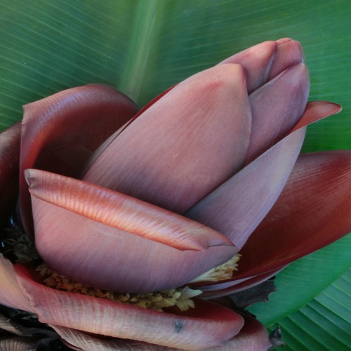 Banana FLower