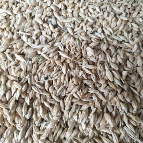 Barley