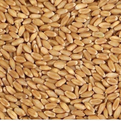 306 Wheat Grain