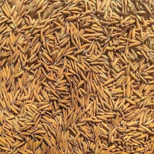 Hybrid 1847 Paddy rice