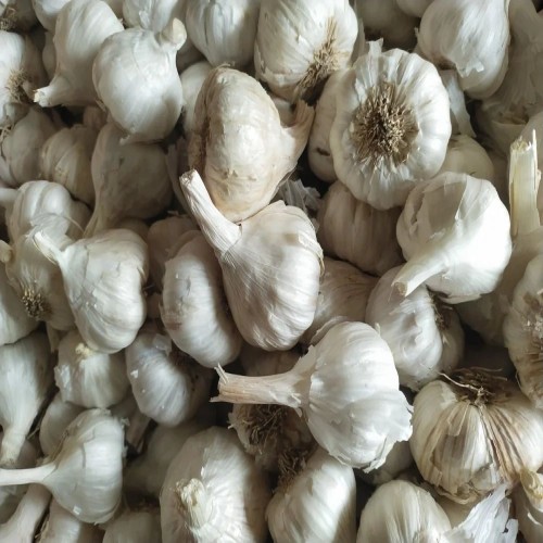 Fresh White Garlic