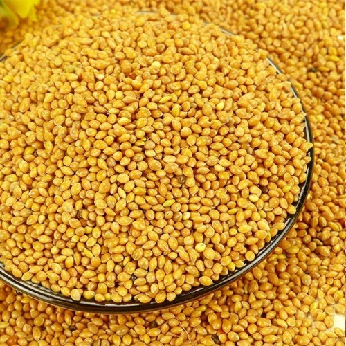 Foxtail Millet