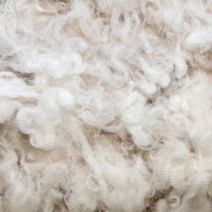 Greasy raw wool