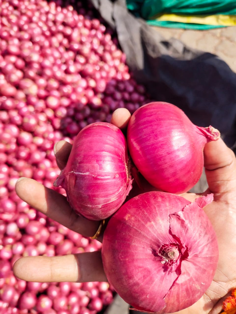 Fresh Nashik Red Onion,