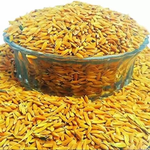 Organic Sugandha Paddy-Rice