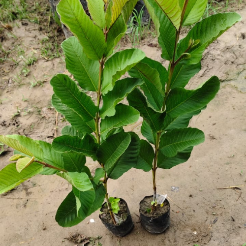 Red Daimond Guava plant