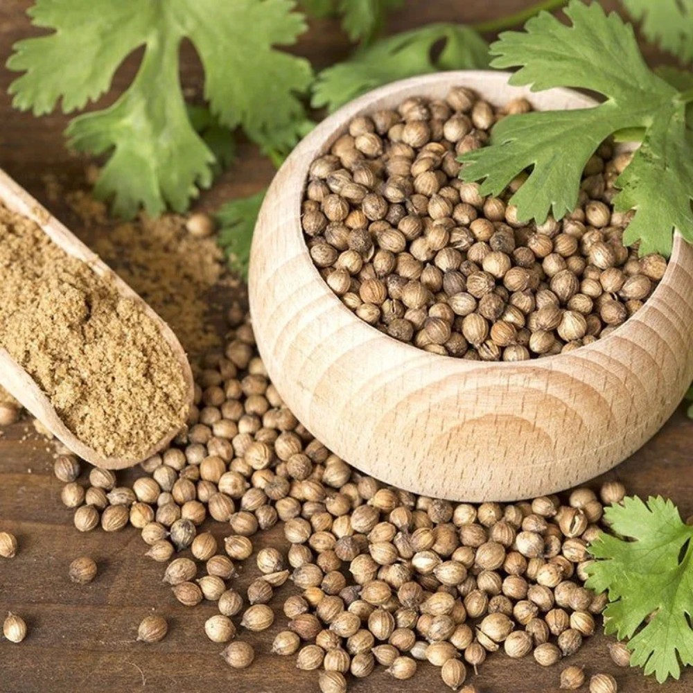 CORIANDER SEEDS