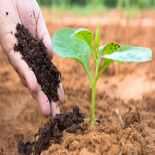 Vermi Compost