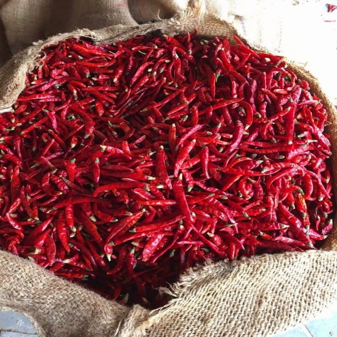 Syngenta 5531 Hybrid Dry Red Chilli