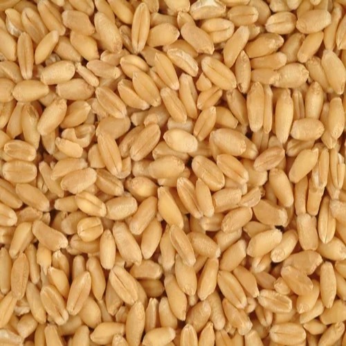 Feed Grade Wheat