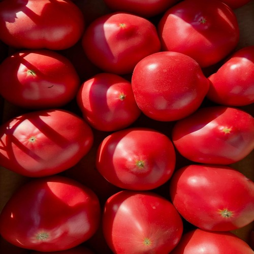 Tomato 2