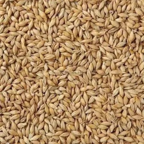 High Quality Barley