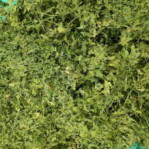 Dehydrated Coriander Leaves