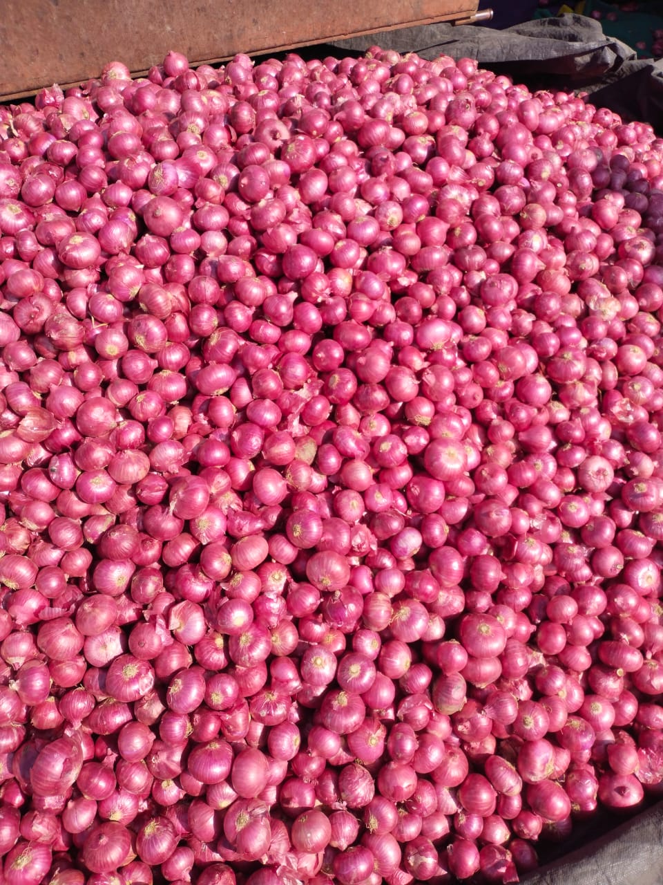 Fresh Garwa Onion