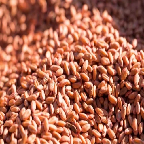 Hard Red Wheat