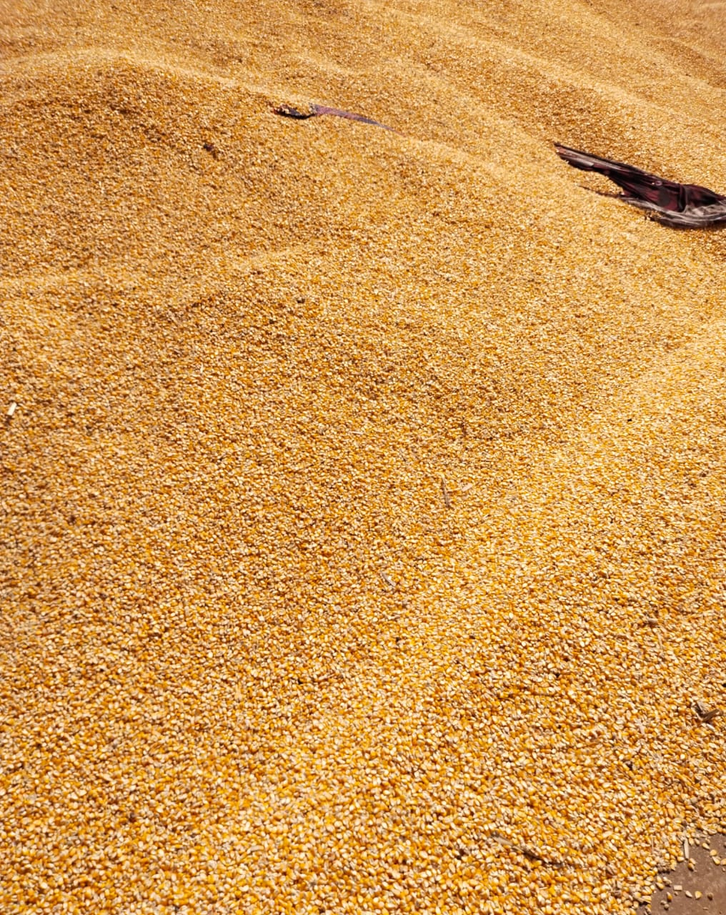 fresh Maize