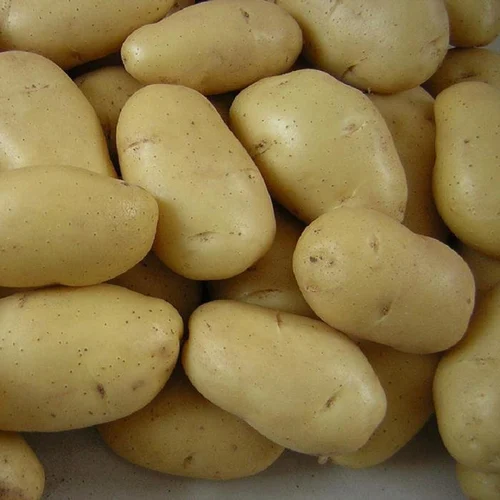 Potato